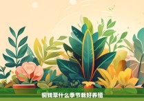 铜钱草什么季节栽好养殖