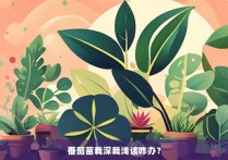 番茄苗栽深栽浅该咋办？