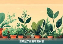 清明过了能栽苹果树苗