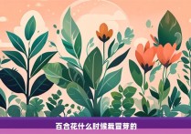 百合花什么时候栽冒芽的