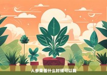 人参果苗什么时候可以栽