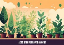 红苔怎样栽最好活的树苗