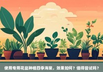 使用专用花盆种植四季海棠，效果如何？值得尝试吗？