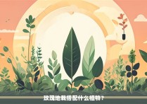 玫瑰地栽搭配什么植物？