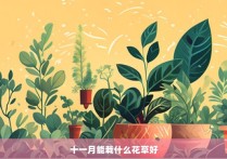 十一月能栽什么花草好