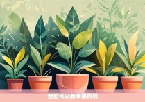 合肥可以栽苹果树吗