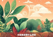 水稻栽后用什么农药