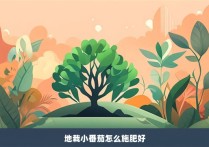 地栽小番茄怎么施肥好