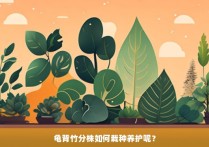 龟背竹分株如何栽种养护呢？