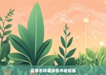 夏季怎样栽清香木老桩苗