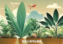 百合12月可以栽吗