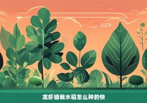 龙虾塘栽水稻怎么种的快