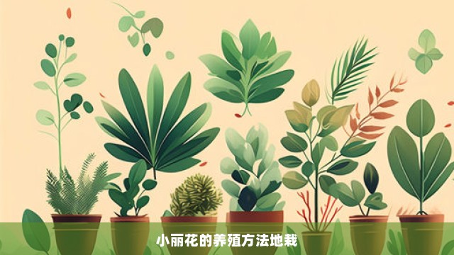 小丽花的养殖方法地栽