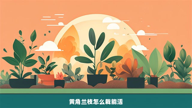 黄角兰枝怎么栽能活