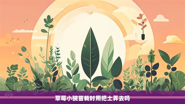 草莓小碗苗栽时用把土弄去吗