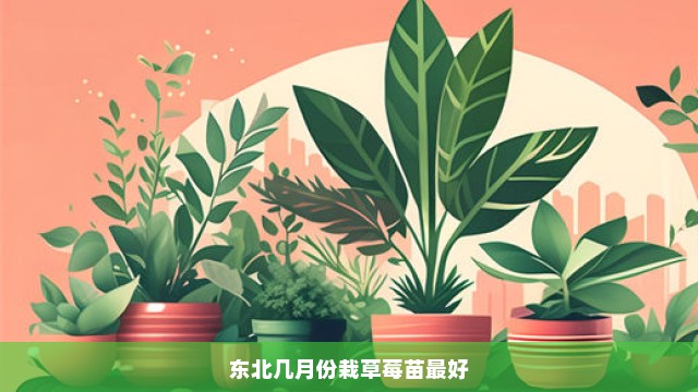 东北几月份栽草莓苗最好