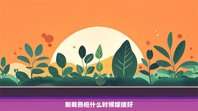 新栽熟桩什么时候嫁接好