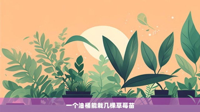 一个油桶能栽几棵草莓苗