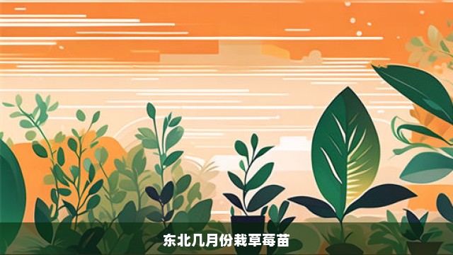 东北几月份栽草莓苗