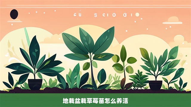 地栽盆栽草莓苗怎么养活