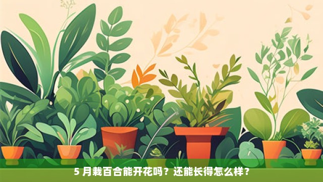 5 月栽百合能开花吗？还能长得怎么样？