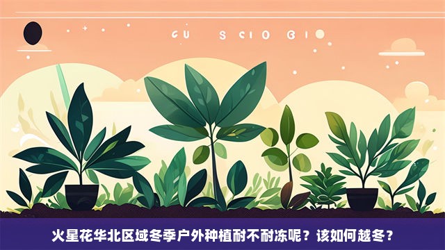 火星花华北区域冬季户外种植耐不耐冻呢？该如何越冬？